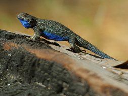 chameleon with blue belly