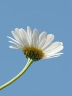 attractive marguerite flower
