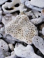 stone on a natural beach