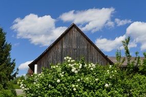 flowering bush near the wooden hut