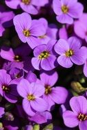 purple flowers on a bush in spring
