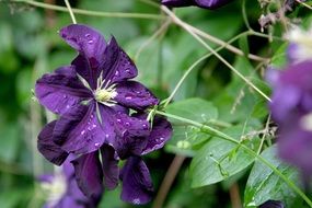 purple clematis on the stem in water drops