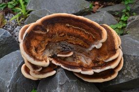 brown flat mushroom on stones close up