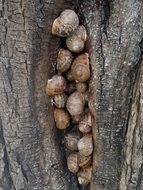 snails in a tree trunk