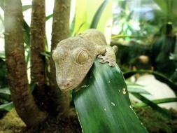 lizard on a large green leaf among tropics