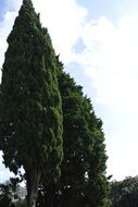 tall cypress trees, italy, tuscany