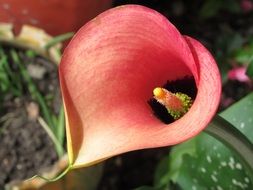 pink calla flower