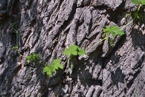 green vjun on tree trunk