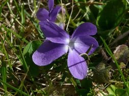 purple flowers among green grass in spring