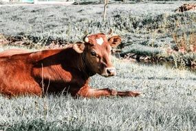 brown cow in a rural meadow