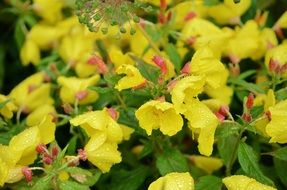 cute yellow flowers in the garden