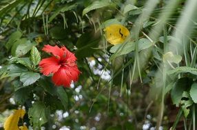 flowers on a bush with green leaves