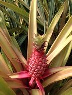 Pink Pineapple on the bush in garden