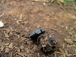 Dung beetle on manure