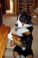 cute domestic bernese mountain dog