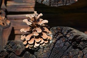 Brown pine cone in dark wood