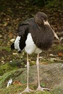 brown stork in wildlife