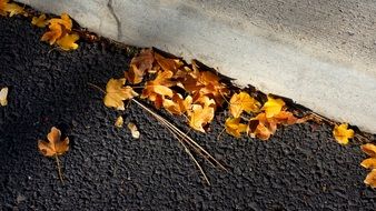 picture of the leaves on asphalt