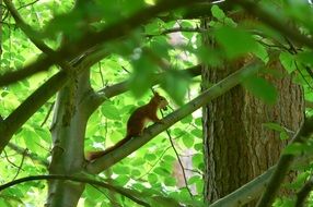 squirrel on tree branches