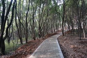 stone road in the forest