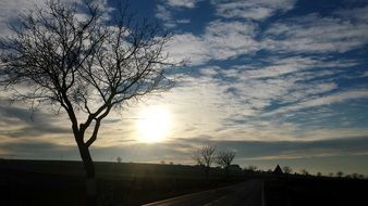 silhouette of bare tree on pasture at sunset sky, austria, rush