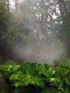 bright green plants in the forest