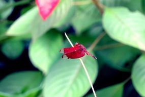 red dragonfly in garden