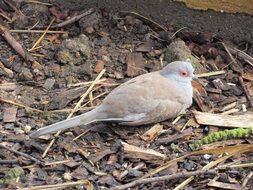 the bird is sitting on the ground