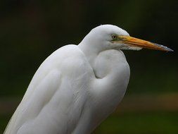 Closeup Picture of heron white bird