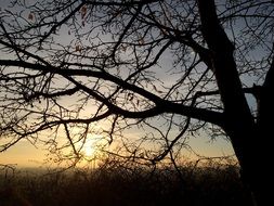 big tree during sunset