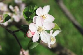 apple blossom in april