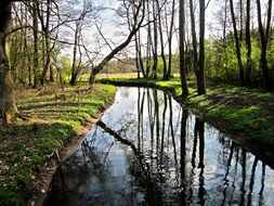 tree nature forests water foliage