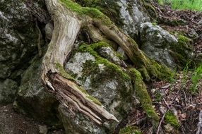 old tree roots in moss