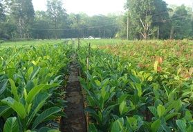 seedlings on a field in Karnataka, India