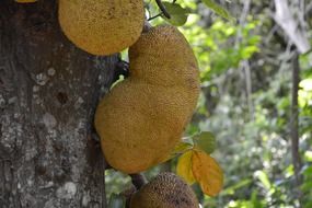 jaca fruit on the tree