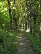 forest trail to Bad Mergentheim