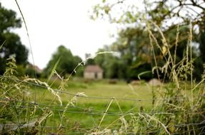 landscape of wire hedge at blurred farm