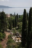 mediterranean cypress in the park