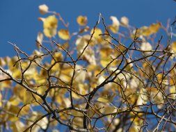 golden fall foliage