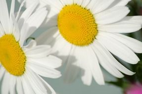 the nature of daisy flower