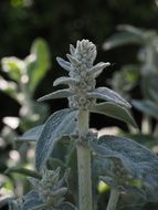 wool flowers