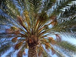 High palm in summer