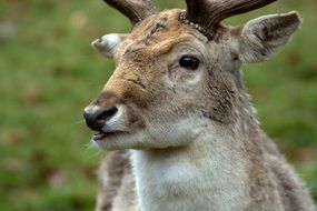 doe in the forest close up