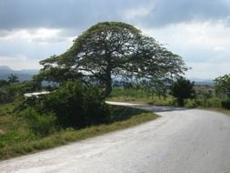 Beautiful landscape of the road among the green trees in Cuba