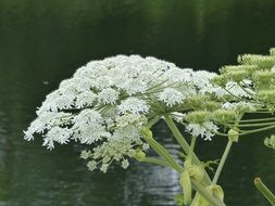 common hogweed this is aquatic plant