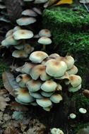 wild forest mushrooms close up