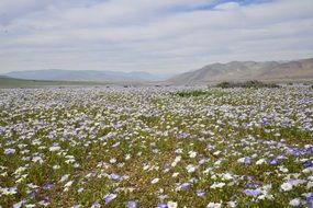 landscape view of the flowered hill