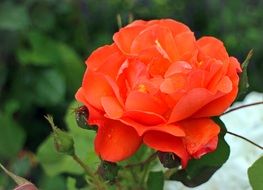 radiant red rose blossom in the garden