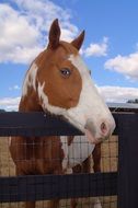 pinto horse looking above fence