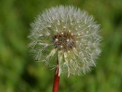 white seed head of dandelion, blowball close up